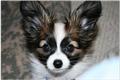 papillon puppy posted by Kelly D